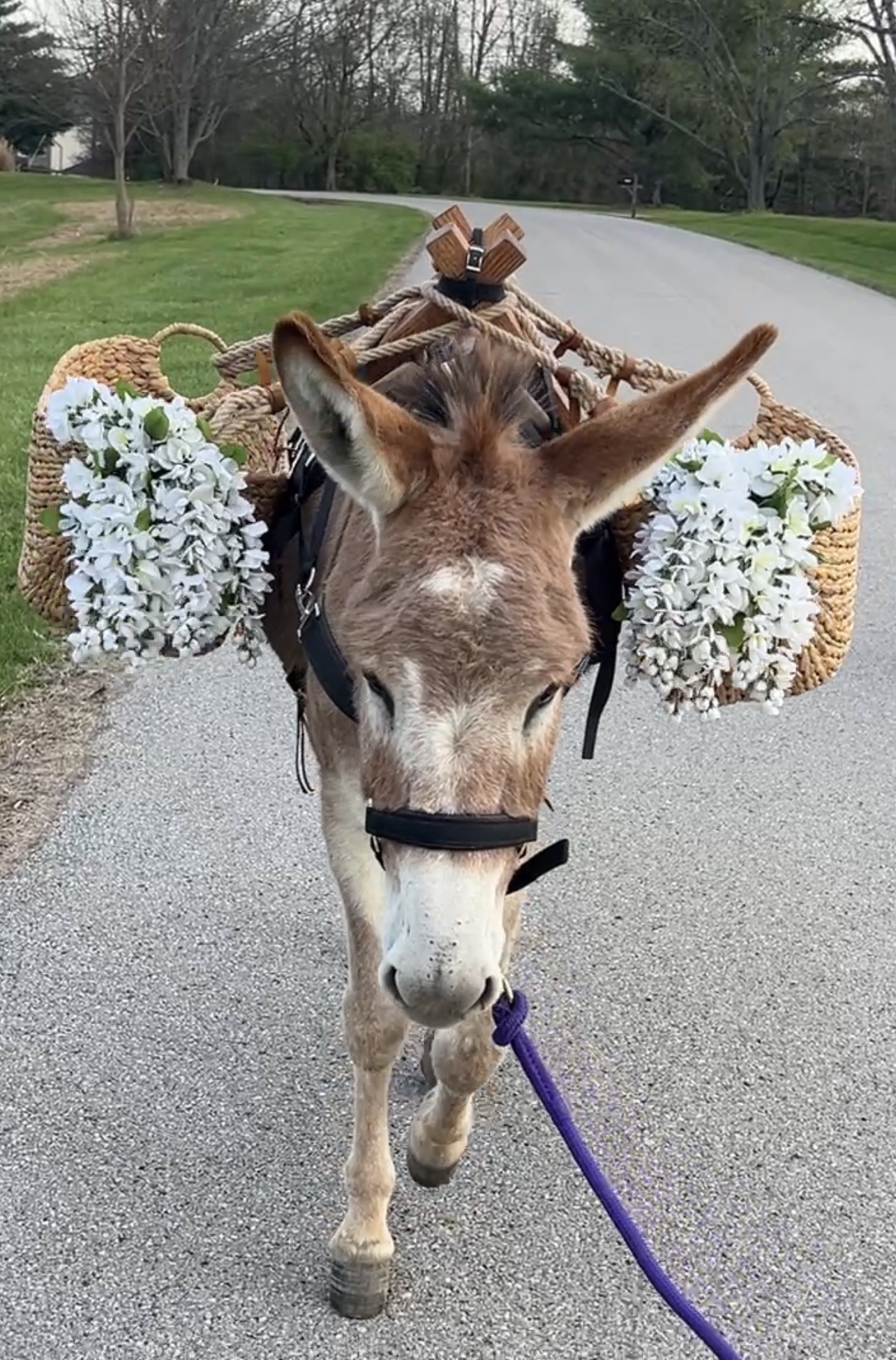 Tina - Signature Long Ears Experience