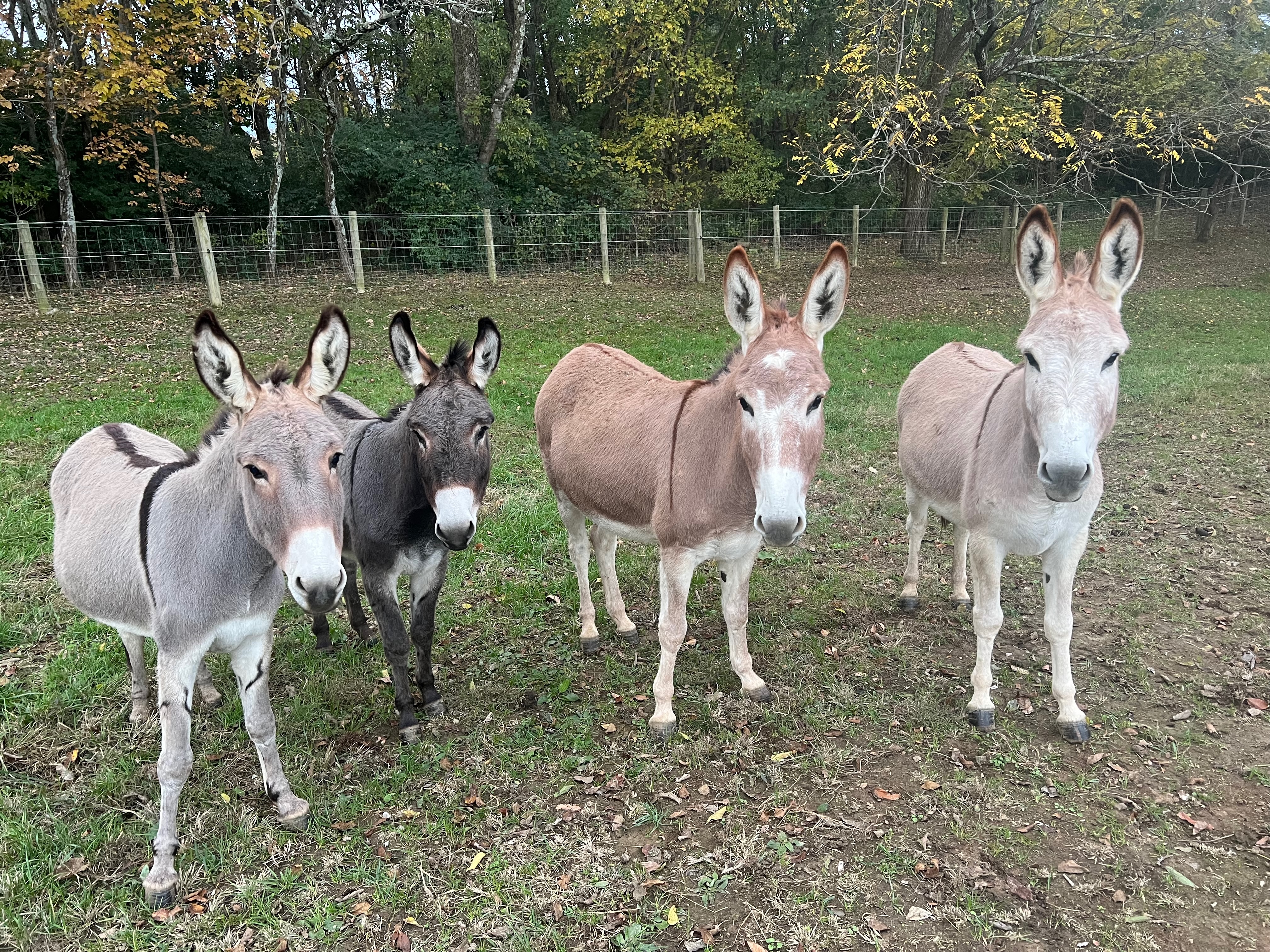 Charlotte, Dolly, Tina and Penny