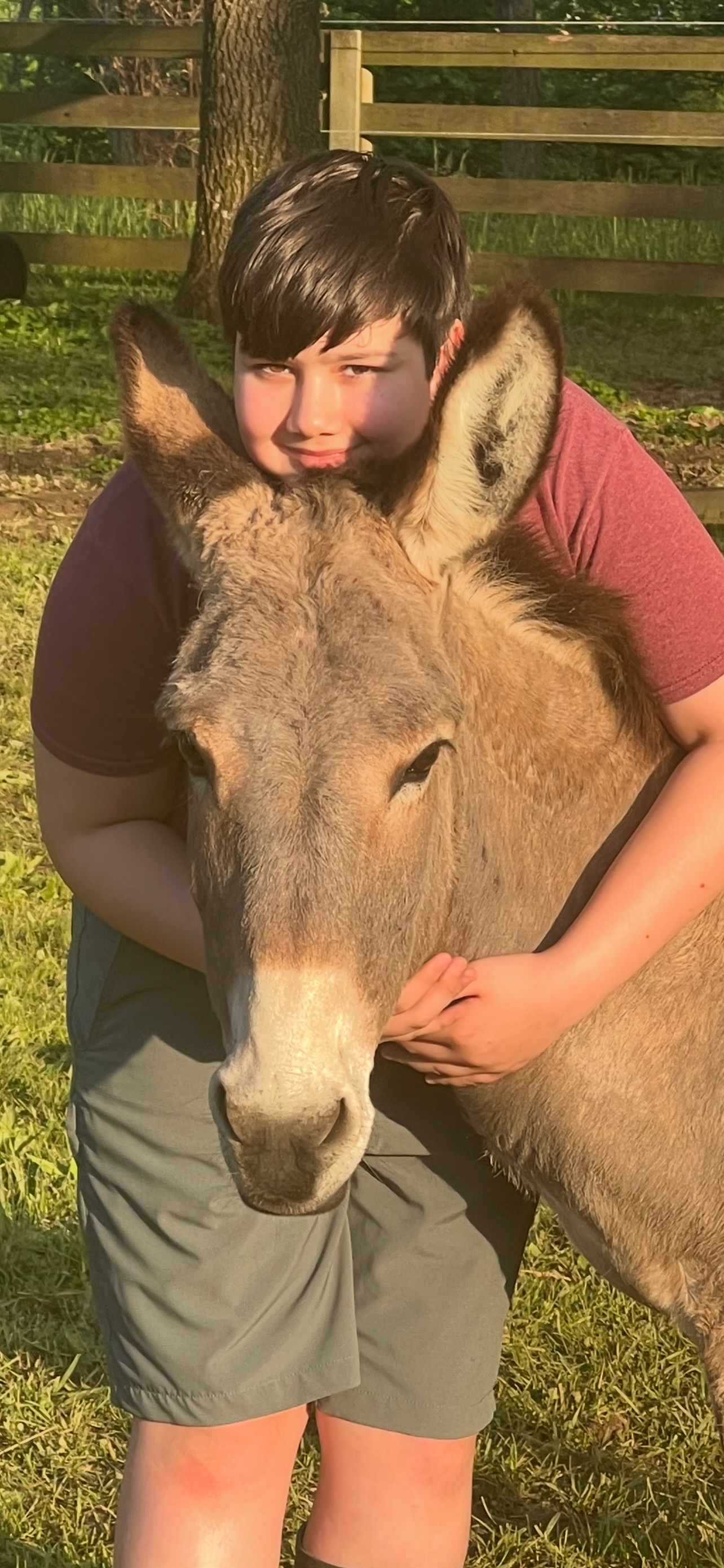 Charlotte - Long Ears Distribution donkey
